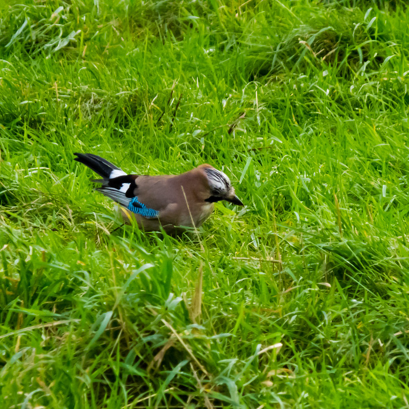 Hungry jay, Barley Field