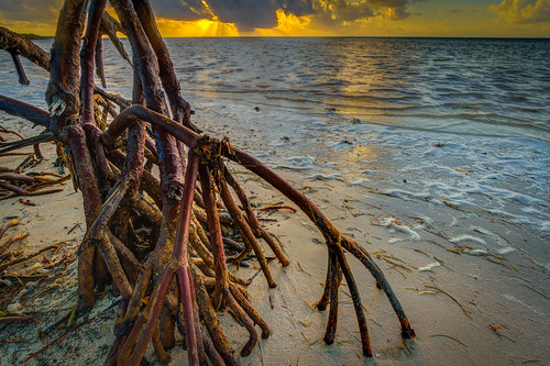 park morning red beach clouds sunrise keys key long state florida roots mangrove hdr prop