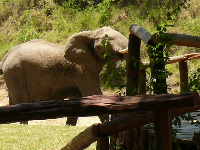 Elephants at Governors Camp