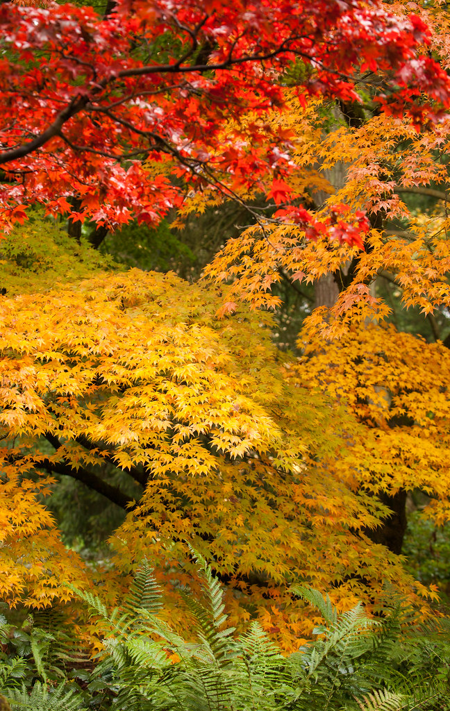 Colours of Autumn III | Westonbirt Arboretum. | Flickr