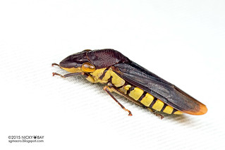 Flat-head leafhopper (cf. Pseudophera sp.) - DSC_7180