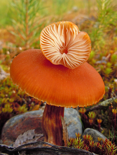 Laxskivling (Laccaria laccata) | by grynetvalp
