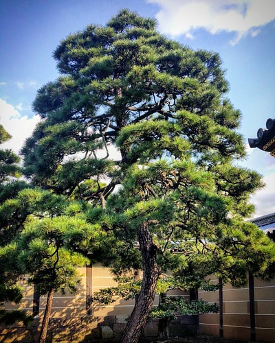 #seasiamglasia #treeporn #travel #japan #kyoto | by SeannyTsunami