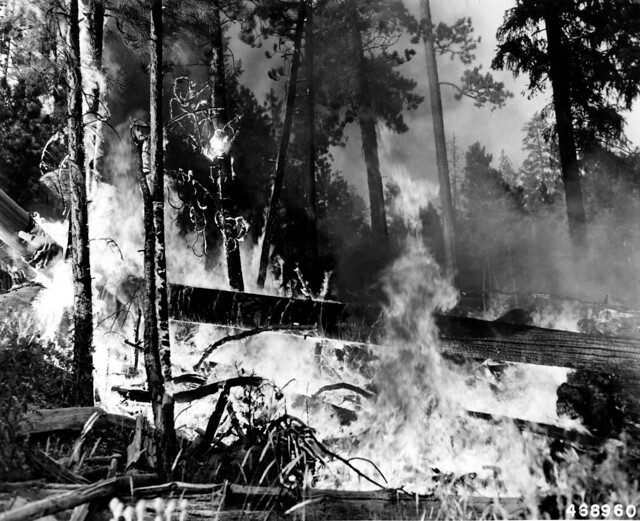 468960 Wolf Creek Fire, Ochoco NF, OR 1951