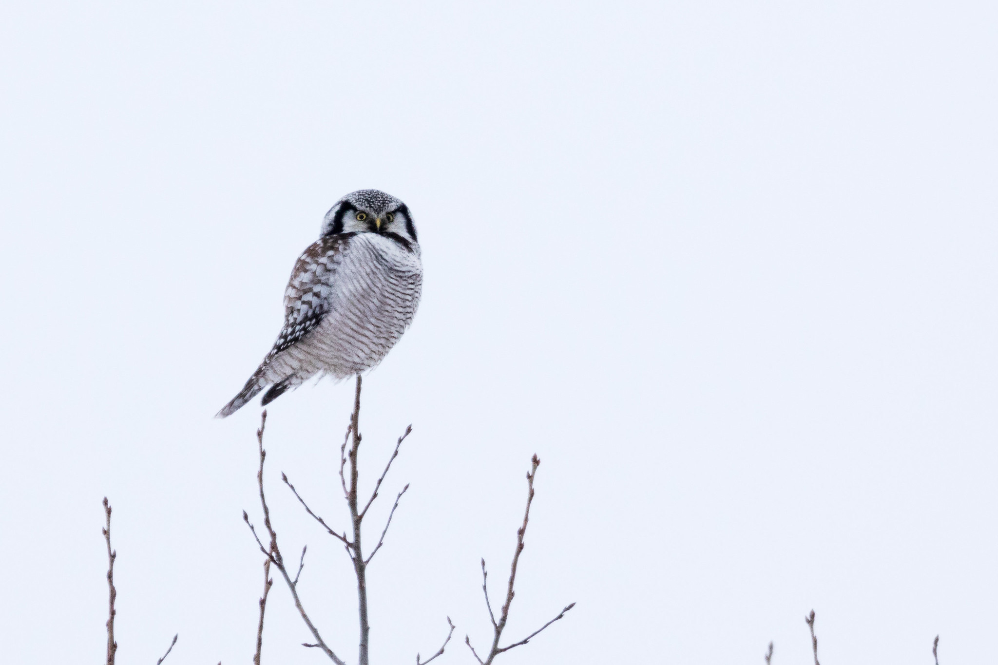 Hawk Owl - North Sweden Birds of Prey
