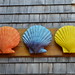 Colorful Shells - Ogunquit, MA