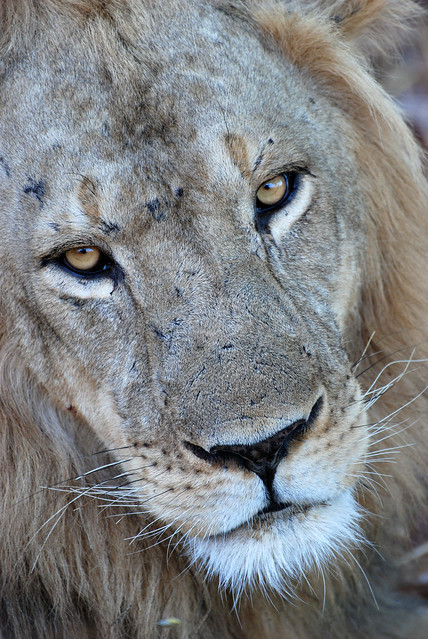 Lion (Panthera leo), South Luangwa NP, Central Province, Zambia