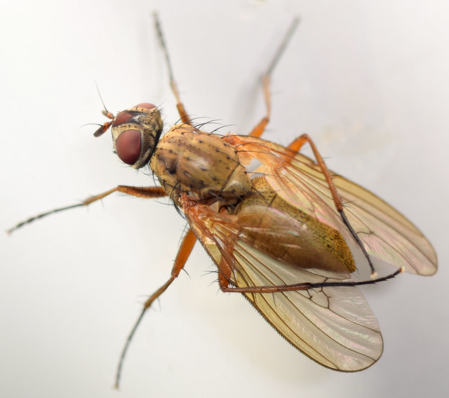 10.5 mm female root maggot fly