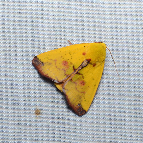 moth lepidoptera sarawak malaysia borneo kelabithighlands taxonomy:order=lepidoptera chloephorinae careini geo:country=malaysia taxonomy:family=nolidae