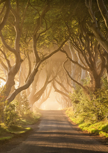 trees ireland mist sunrise landscape nikon df fantasy northernireland magical ballymoney countyantrim antrim kingsroad beeches armoy gameofthrones darkhedges
