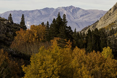 Eastern Sierra Autumn