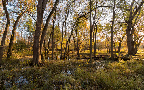 autumn2016 colors desplainesriver fallcolors lakecountyforestpreserve lateautumn ryersonwoods water woods