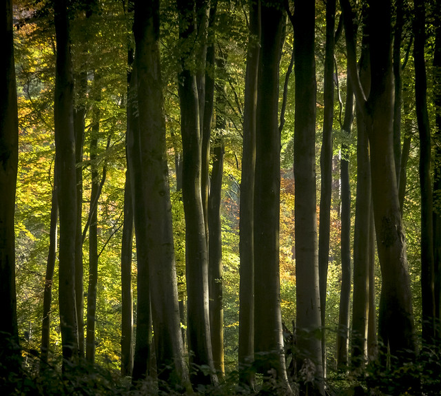 Autumn foliage in Collingbourne Woods, Wiltshire