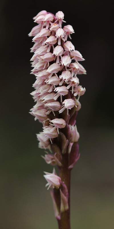 20160323-031F | Keuschorchis (Neotinea maculata). Zakynthos, 23.03.2016