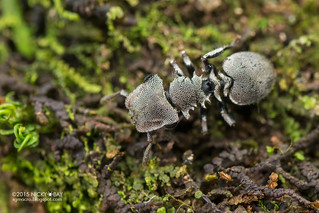 Turtle ant (Cephalotes cristatus) - DSC_8663