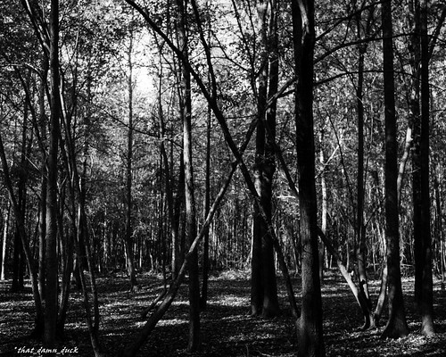 trees bw sc nature blackwhite unitedstates southcarolina naturephotography xmarksthespot