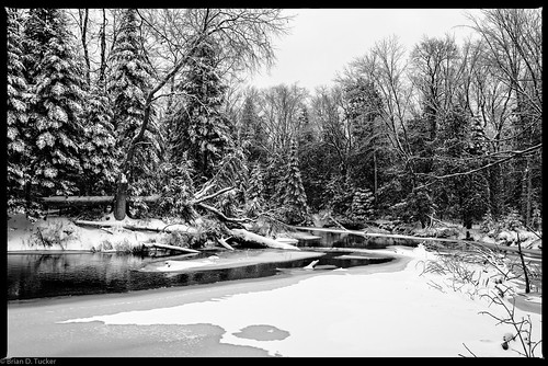 trees winter bw snow ice water river december deciduous riverwood 2015 firtrees d610 balsamfir croweriver briandtucker december2015
