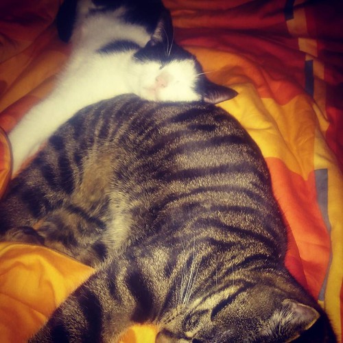 #catsofinstagram #mayo #pooh #ass2mouth #gammelkater | by koobyak