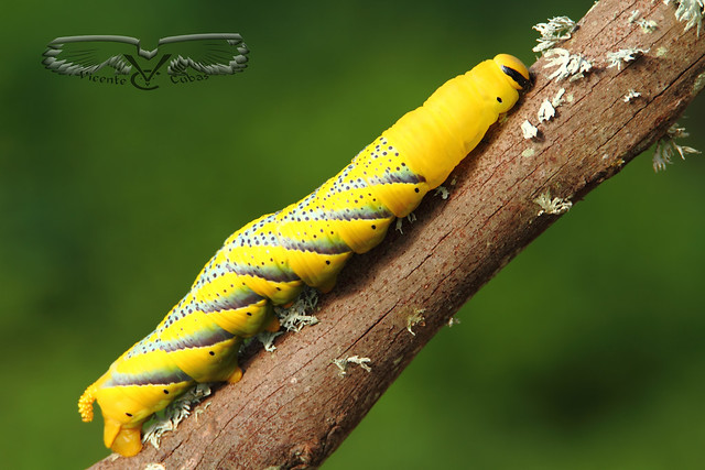 Oruga. Mariposa esfinge calavera (Acherontia atropos)