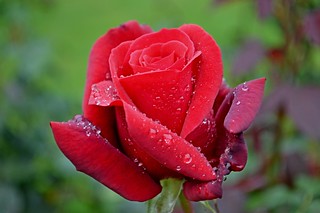Raindrops & Roses