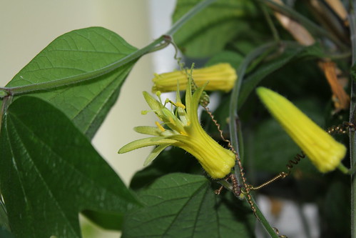 Passiflora citrina - passiflore jaune 20667398853_7eb37b6264