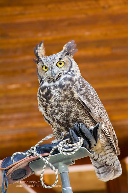 Great-Horned-Owl_Raptors_HuckFest_2015-9724