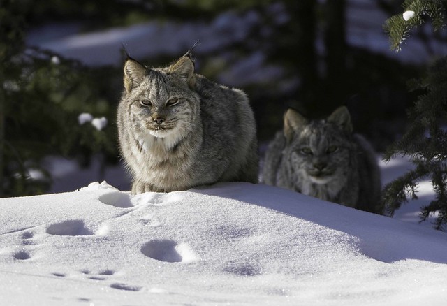 Lynx kittens; Crescent Falls, AB