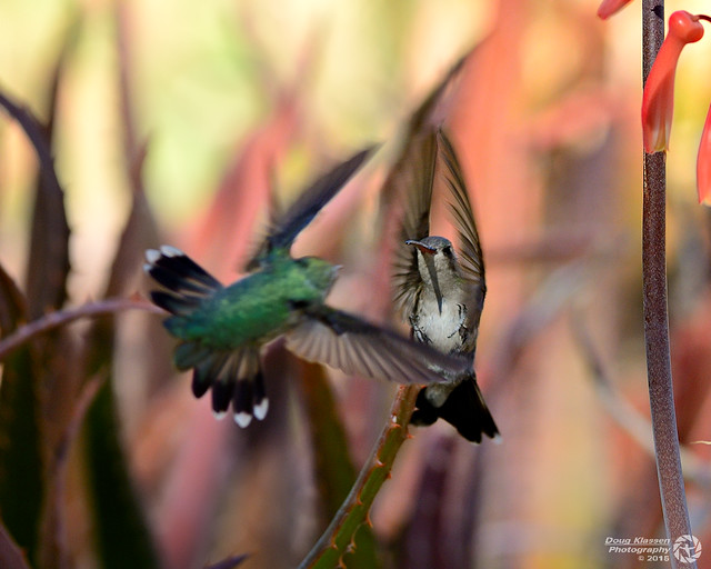 female Broad-billed Hummingbird's fighting