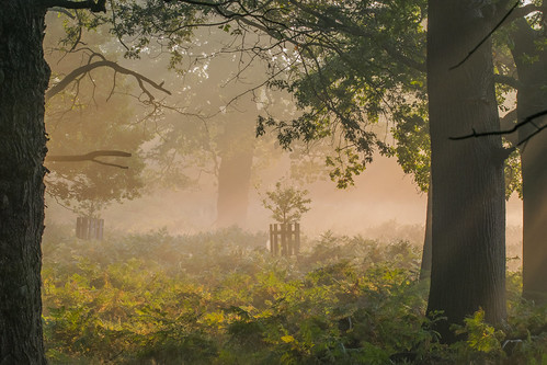 Young sapling bathed in light by beatriceverez, mist fern tree leaves forest sunrise richmond rays beatrice “beatrice verez beatriceverez