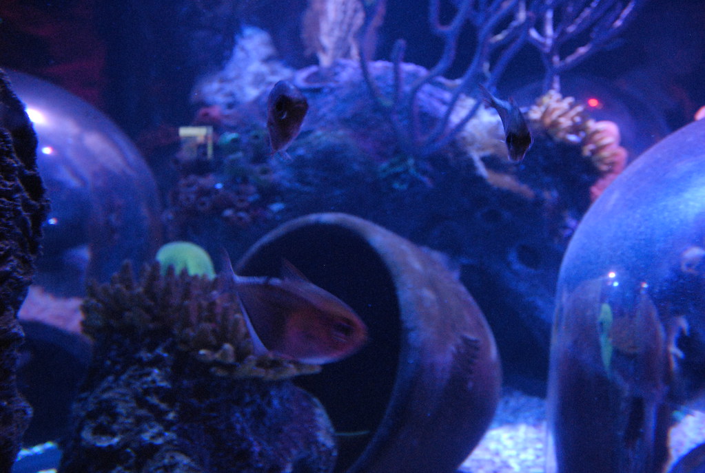 SEA LIFE Aquarium - Orlando, FL - JHM CREATIONZ