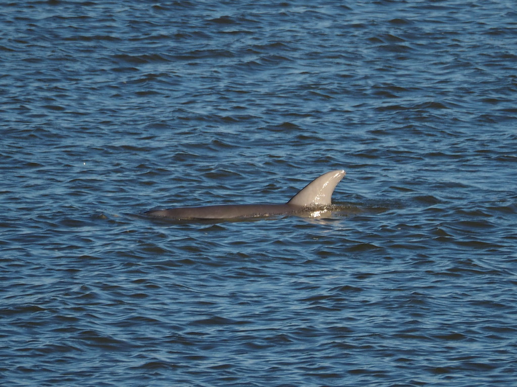 Dolphin | OLYMPUS DIGITAL CAMERA | carlinsc | Flickr