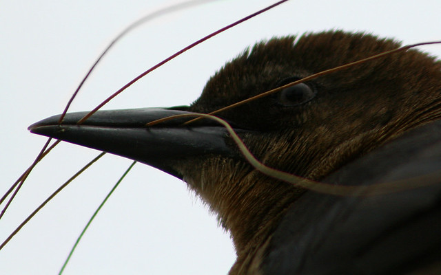 Female Boat-Tailed Grackle