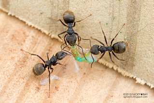 Ants (Dolichoderus bispinosus) - DSC_8480