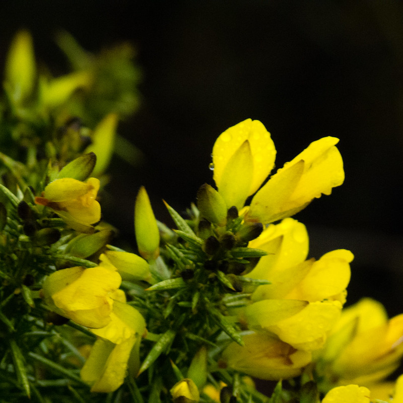 Always in flower, gorse