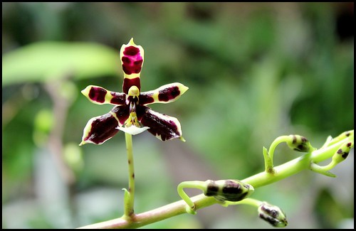 Phalaenopsis mannii Black 20682454093_5c9e2895ce