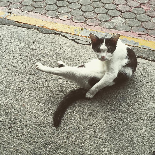 #แมวพญาไท #bangkok #thailand #phayathai #cat #straycat