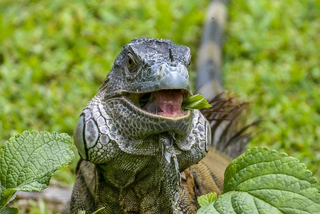 Iguana eating its lunch