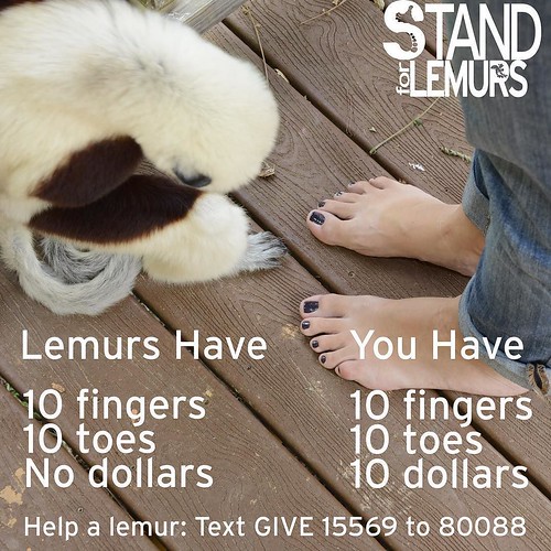 Lemurs and humans are primates. Lemurs have ten fingers and ten toes. Humans have ten fingers and ten toes, too. In honor of World Lemur Day, please join the @dukelemurcenter they ‪#StandForLemurs. Post or tweet a picture of your primate toes with the has