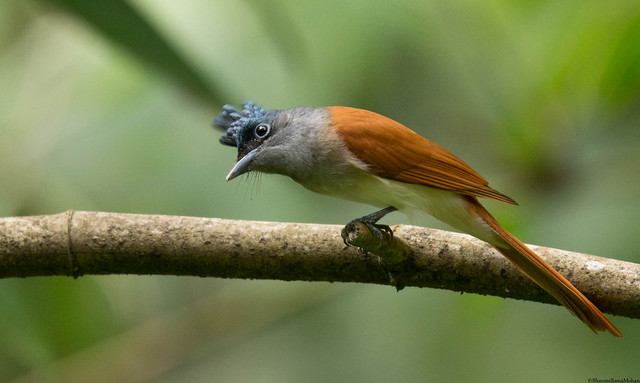 Indian Paradise Fly catcher