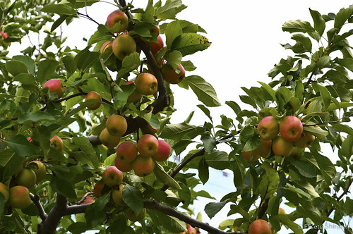 appletree asiancontinent fruit higashiyamafruitpark japan landscape nikon colorful fruta outdoor togokusan traveldestination nagoyashi aichiken japão
