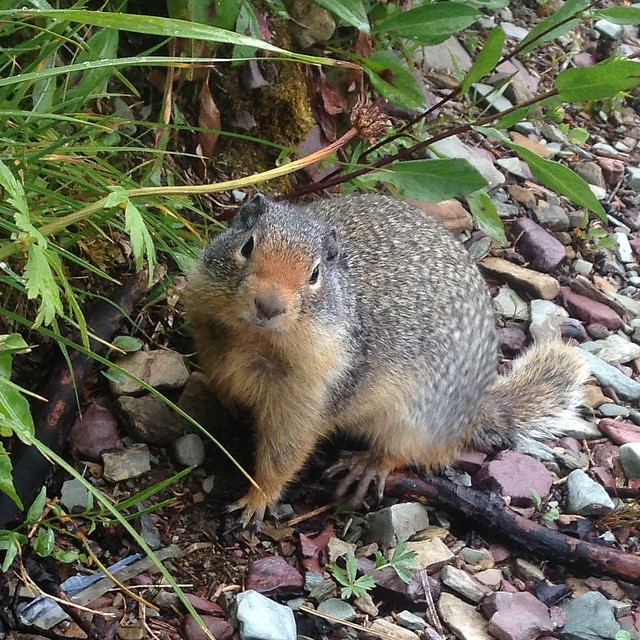 Lunchtime squirrel buddy.