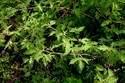 Corylus heterophylla  - noisetier à feuilles différentes  22008698631_51846d40ca