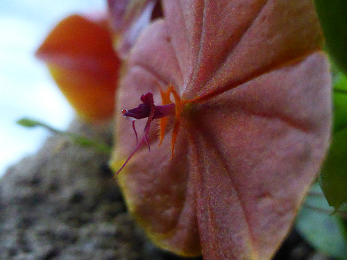 P1050366Lepanthes | by orchdee57