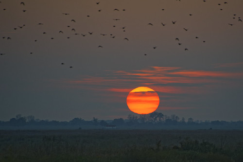 Sunset on Hortobágy by gyorigabor, Okay, maybe some birds. But still no cranesunset house clouds landscape countryside hungary flock ho