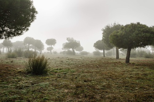 Fog | by Pedro Fiallegas