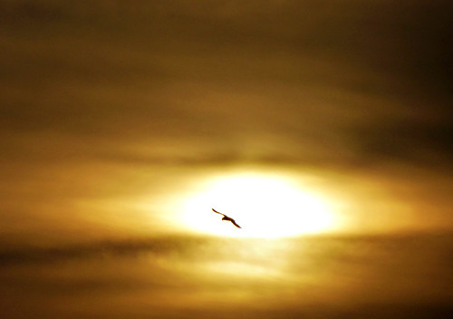sunset bird nature clouds