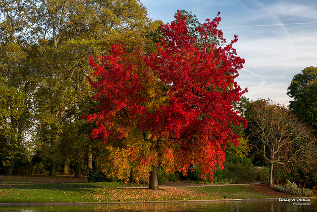 In Paris - The Red Tree