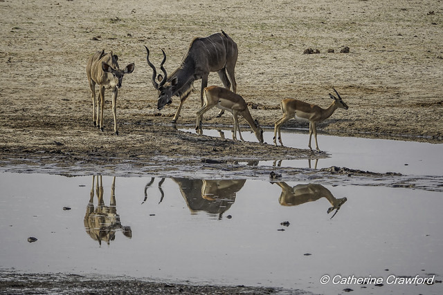 Kudu and Impala in Hwange National Park © Catherine Crawford 2017