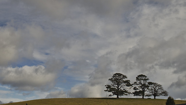 Hill trees
