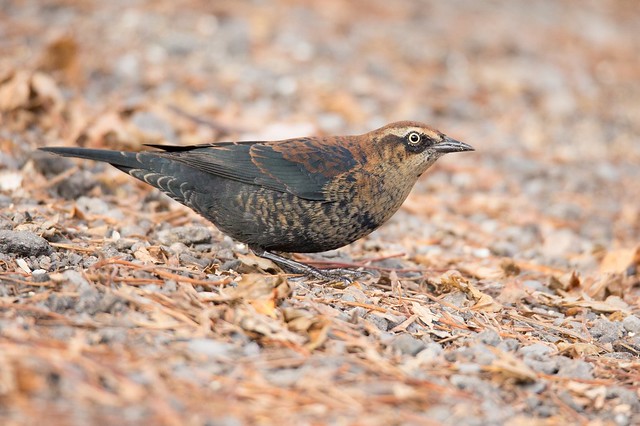 Rusty Blackbird young male